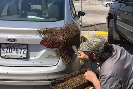 蜜蜂成堆趴在车尾，究竟是为何？