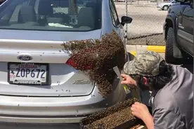 蜜蜂成堆趴在车尾，究竟是为何？