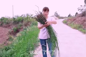 农村常见野草“节节草”，有的农民当杂草除掉，却不知它有药用价视频封面