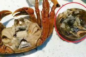 喜欢吃海鲜？请务必要拒绝吃这类的螃蟹，因所含毒素过重！视频封面