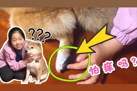 宠物也怕挠痒吗？给柴犬脚底板挠痒痒会什么反应？主人：真没想到
