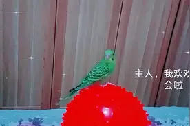 大龄妈妈照顾女儿的同时养了几只虎皮鹦鹉，乖的像孩子一样，看看视频封面