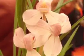 莲瓣兰粉荷视频封面