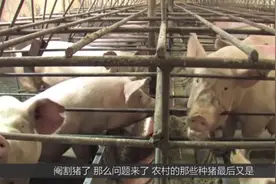 种猪交配完，最后怎么处理。结局好心塞视频封面