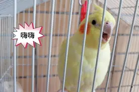 玄凤鹦鹉歇斯底里的不停大叫，主人真心听不懂你的鸟语啊！视频封面