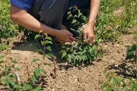 嫁接经验分享，杏苗嫁接完怎么才能长的更快？这一步很关键视频封面