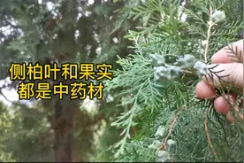随处可见的侧柏，叶和果实都是药材，看看怎么用视频封面