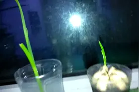 种植大蒜成长日记（四）视频封面