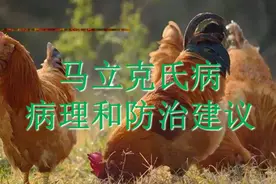 马立克氏病理和防治建议！！#养殖# #鸡#