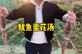 那么多泡水鱿鱼我们怎么挑？老铁进来看就知道了，做道鱿鱼蛋花汤