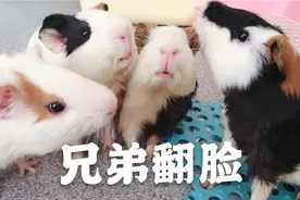 荷兰猪奶猪们打完架做这个举动，是亲兄弟没错了