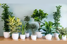 吸甲醛最好的植物排行榜来了，第一名是这种植物，不要再弄错了视频封面