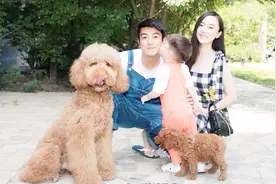 霍思燕养了一只巨型的泰迪，有人曾想花600万买走却被拒绝视频封面