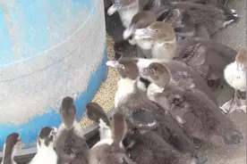 老林介绍自己做的喂鸭神器，以后再也不用担心鸭子的吃食了。视频封面