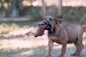 穷人养狗和富人养狗的区别