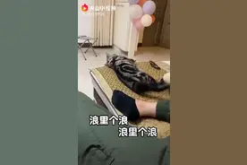 有什么样的主人就有什么样的猫！