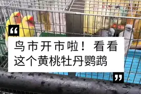 鸟市开市啦！看看这个黄桃牡丹鹦鹉，颜色像染的吗？200一对视频封面