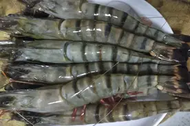 高端的食材只需要简单的烹饪，水煮黑虎虾，孩子吃美了