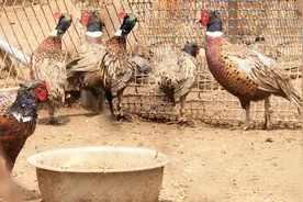 致富经：山西农人养了6种动物，金贵七彩野山鸡一只能卖200块