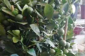 盆栽桔子树的室内养护视频封面