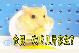 仓鼠一次吃几片花生？