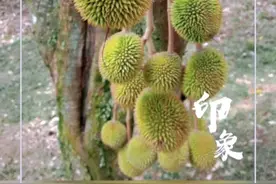 纪念榴莲是怎么样生产出来：榴莲从开花到结果120天采摘