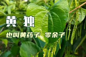 林缘路边常见的藤蔓植物黄独竟是一种古老的中药