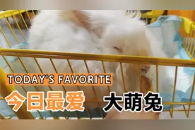 原来还有专门撸兔子的地方！这么大安哥拉巨兔，还真有点萌萌哒！视频封面