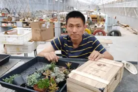 红酒盒当多肉花盆，五分钟组盆，旧土能不能用？视频封面