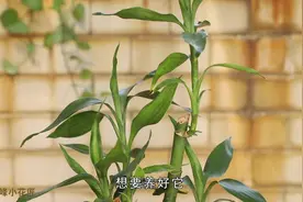 富贵竹肥料选择很关键，用花生当宝来养， 富贵竹个高又茂盛