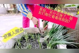 三个月的小葱长得像头发丝，无计可施，请朋友们帮忙看看啥原因