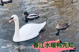 冰融水暖辞冬去，
寒梅绽放迎春来。视频封面