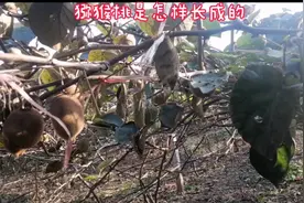 你们知道猕猴桃长在哪里吗视频封面