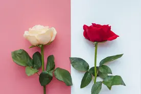 90后单身原因 脱单方式TOP3视频封面