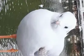 小寒节气看看海鸥视频封面