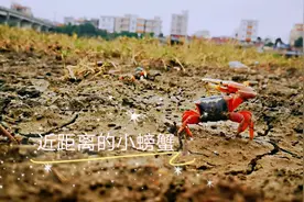 小小螃蟹，又叫“招潮蟹”，它们生活在海边上，宛如海边上的精灵视频封面