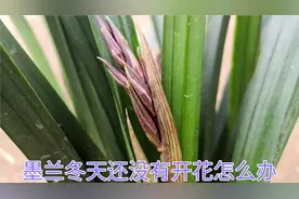 冬天正是墨兰出花苞花剑的时候，这四点养殖方法要记好。