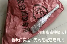 小伙网购无刺花椒10元一颗，顺丰到付23，开箱难不成买到假货了？视频封面