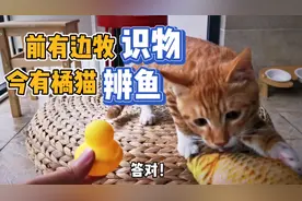 边牧在狗中智商最高，橘猫在猫中智商如何？测试三次便见分晓！