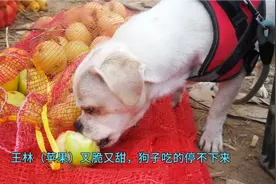 又甜又脆，听狗狗吃苹果，压力全无