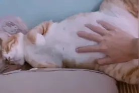 当你的猫咪睡觉时被你骚扰，它会不会发脾气？？