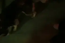 肿瘤狗狗哈士奇725出院后，被领养后续视频回馈视频封面