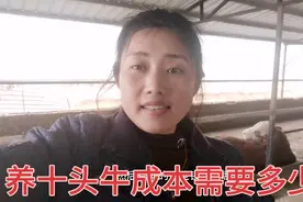 农村做养牛行业需要投多少钱，20万够吗？养牛人二云给你分析行情视频封面