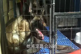 兴奋度高的马犬，整天呆在笼子里不吵闹主人怎么教的呢？我告诉你