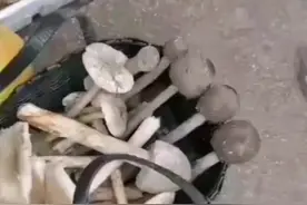 松茸：广西有个地方叫崇左市宁明县小桐棉松茸特别多