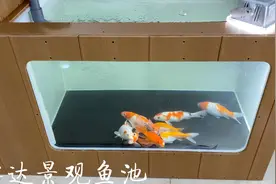 水培植物优化养鱼景观鱼箱视频封面