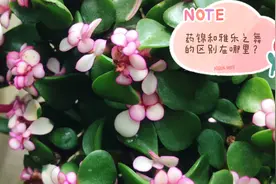 药锦和雅乐之舞的区别在哪里？擦亮双眼看看吧，小心买到假货哦！视频封面