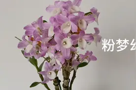 日本小型园艺石斛，兰花像报春石斛和天宫石斛，有香味视频封面