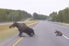 实拍两鹿过马路纠结“进还是退” 危急关头险与警车“致命相撞”视频封面