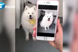 镜头感超强！看到自己照片就会模仿的萨摩耶，真是太可爱了